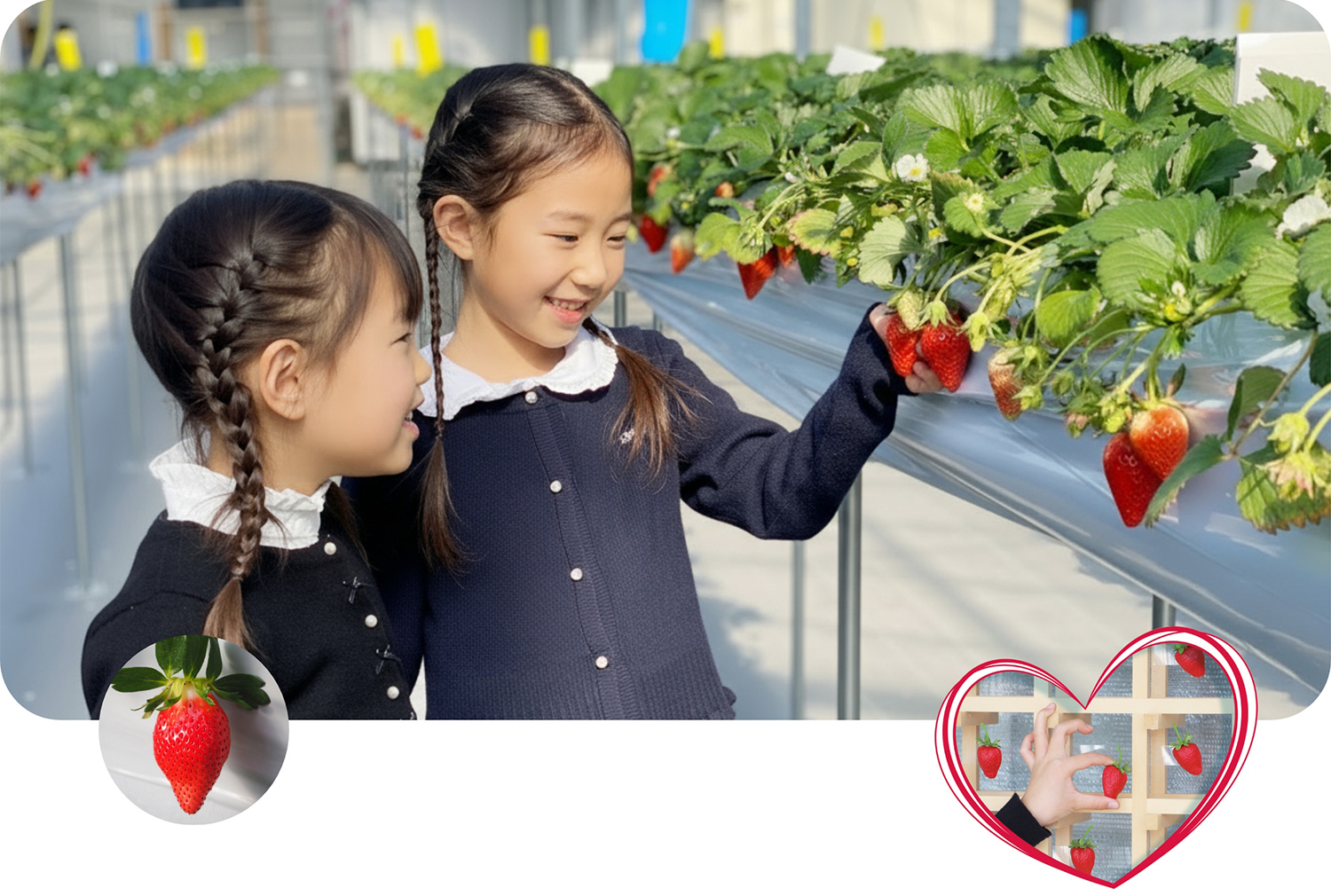 笑顔でいちご摘み取りをする二人の少女