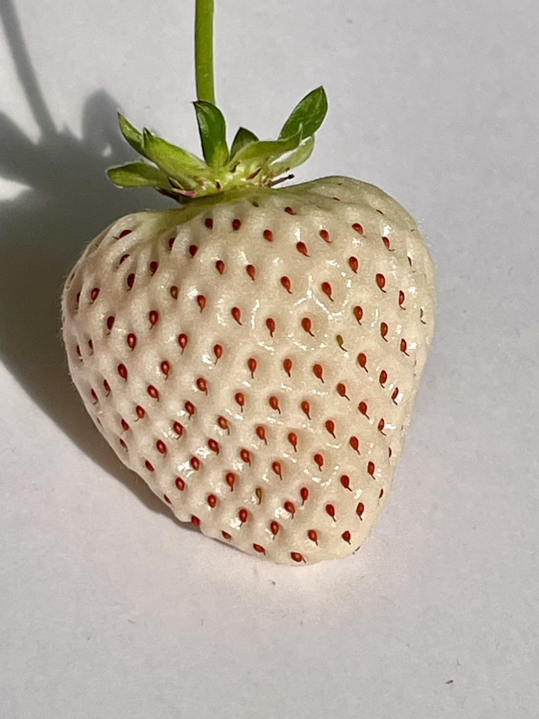 天使のいちごⅡ